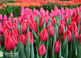 Tulipa First Date ® (2)